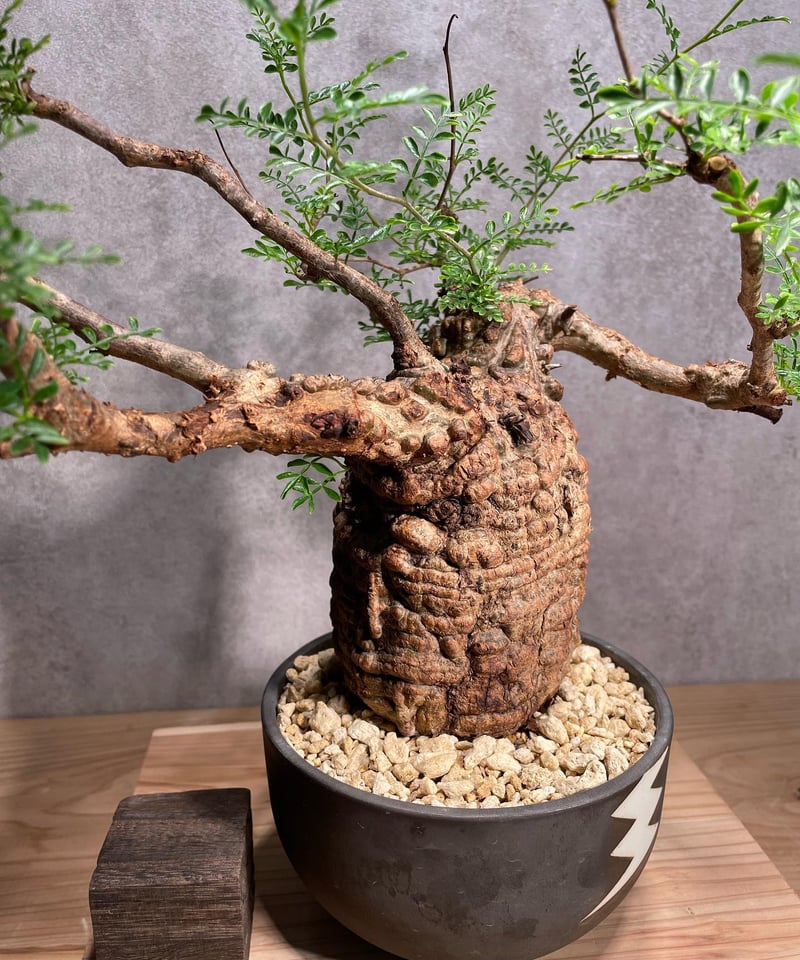 オペルクリカリア パキプス／Operculicarya pachypus 発根済 (商品番号P